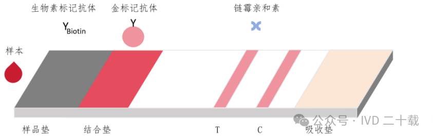 链霉亲和素1 链霉亲和素1